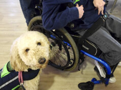 Steps for Therapy Dog Training Washington Therapy Dogs